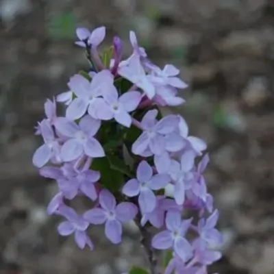 Daphne genkwa vaso 9