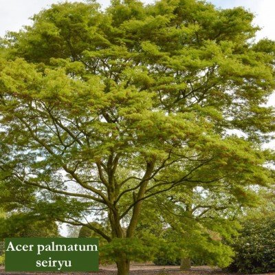 Acer Palmatum seiryu