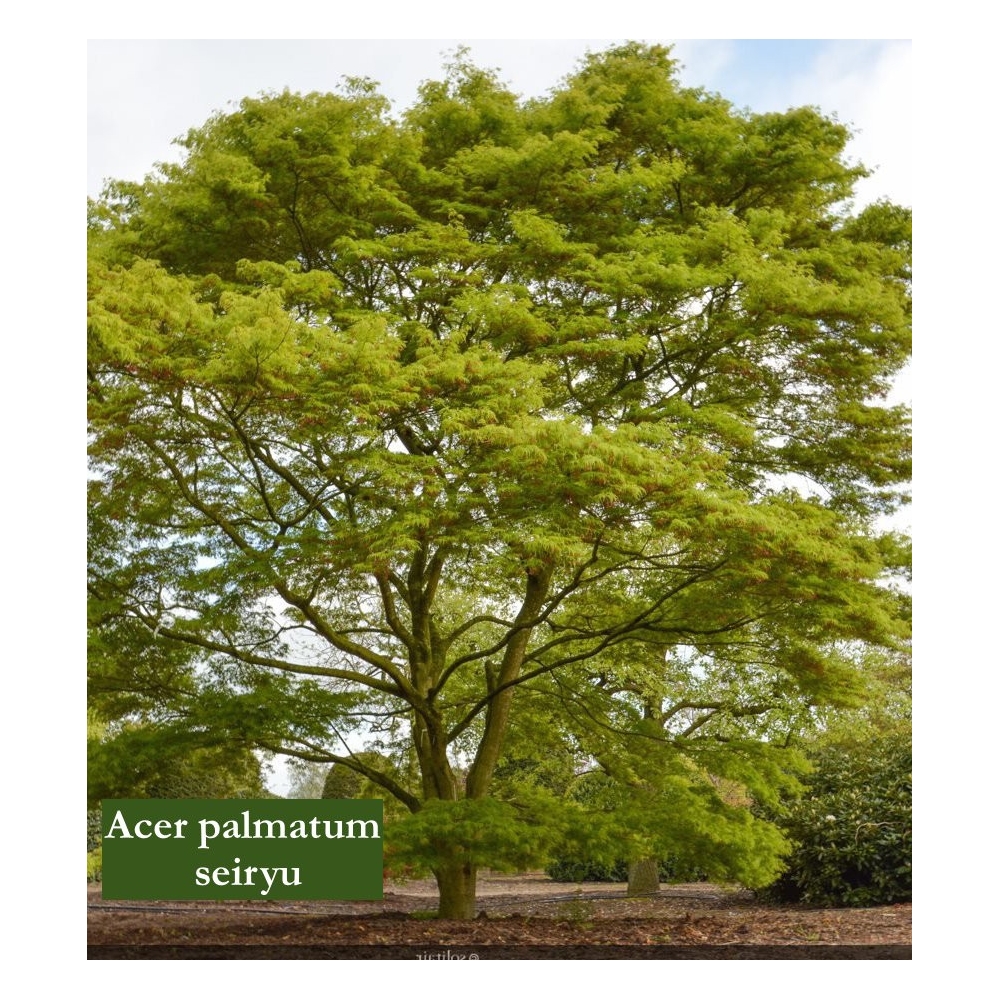 Acer Palmatum seiryu