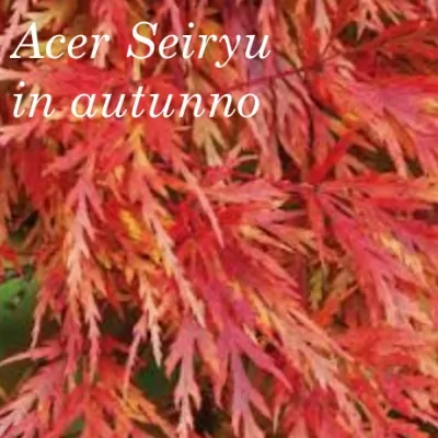 Acer Palmatum seiryu