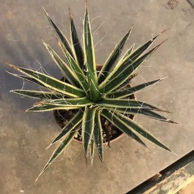 Agave filifera albomarginata