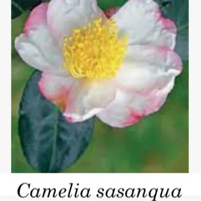 Camelia sasanqua weerona