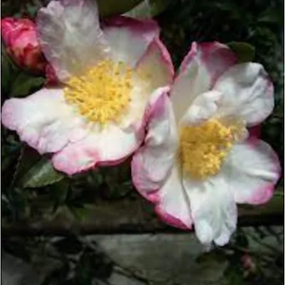 Camelia sasanqua weerona