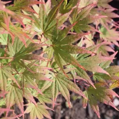 Acer Palmatum 9001 vaso 18