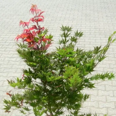 Acer Palmatum 9001 vaso 18