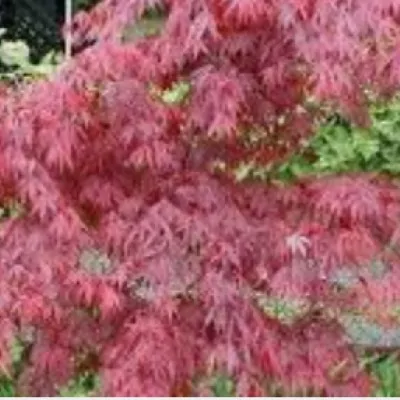 copy of Acer Crispifolium