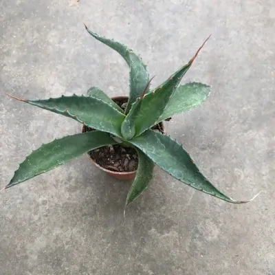 Agave Montana