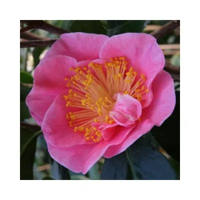 Camelia japonica California...