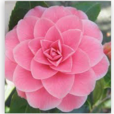 Camelia japonica Mrs....