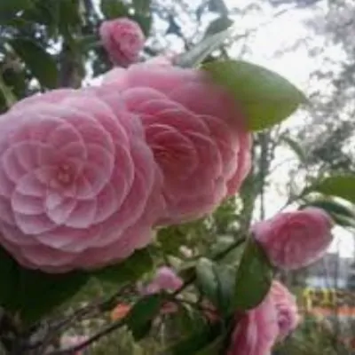 Camelia japonica Mrs....