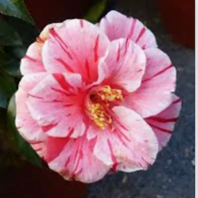 Camelia japonica Oki no...