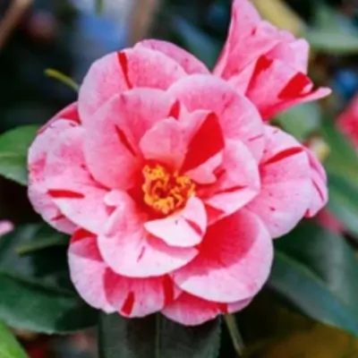 Camelia japonica Oki no...