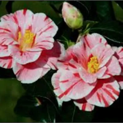 Camelia japonica Oki no...