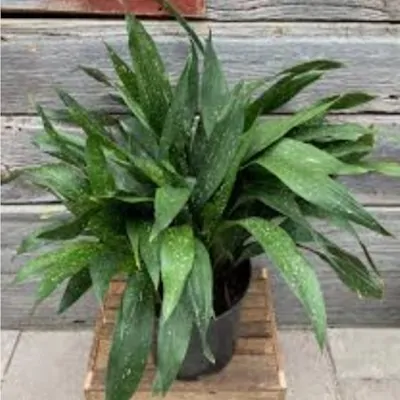 Aspidistra elatior...