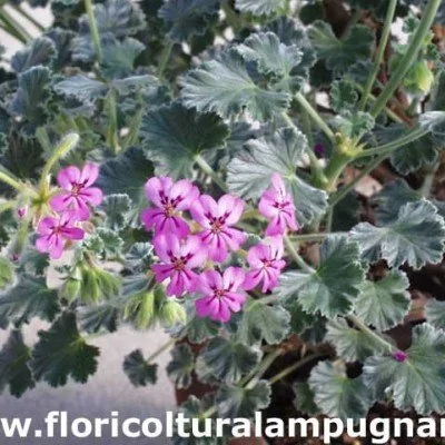 Pelargonium Rhodanthum...