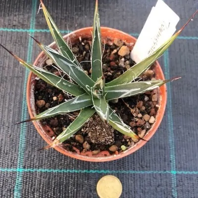 Agave toumeyana