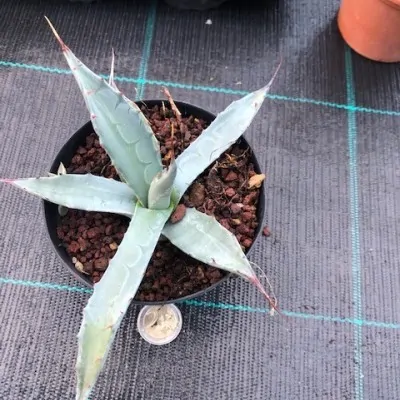 Agave Scabra La Zarca