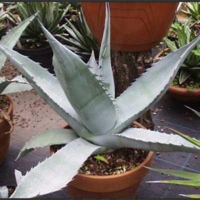 Agave Scabra La Zarca