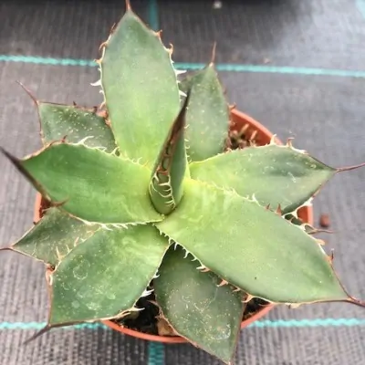 Agave Horrida sp. Horrida