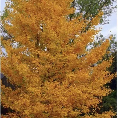 Ginkgo Biloba