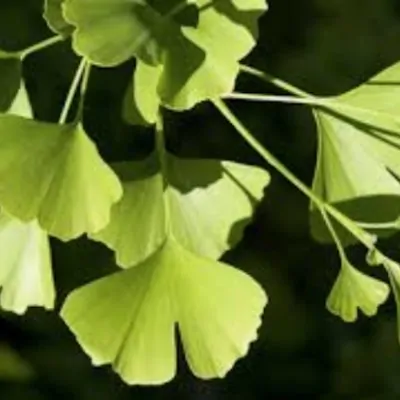 Ginkgo Biloba vaso 9 adatto...