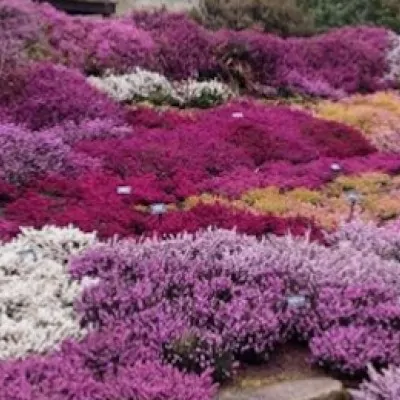 Erica darleyensis White...