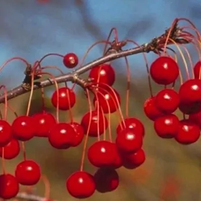 Malus Red Jewel