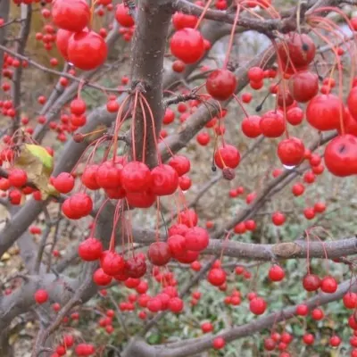 Malus Red Jewel