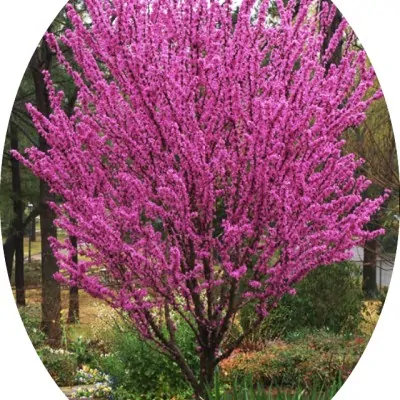 Cercis chinensis Avondale