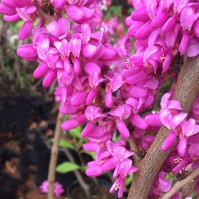 Cercis chinensis Avondale