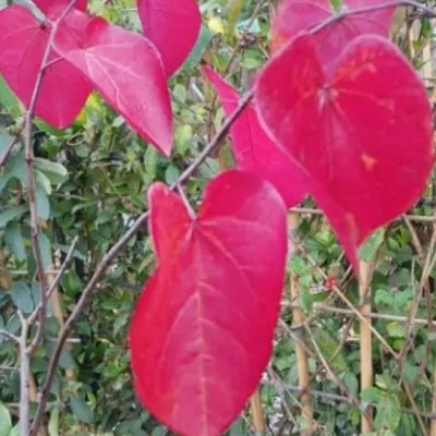 Cercis canadensis ‘Forest...