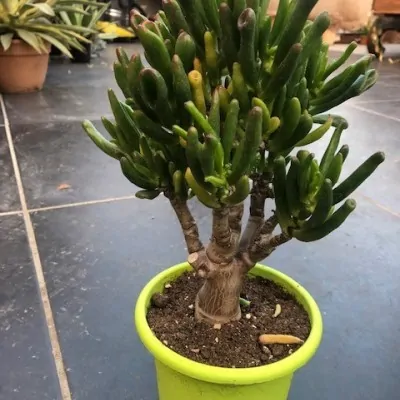 Crassula Hobbit Bonsai cm. 25