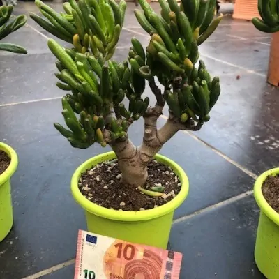 Crassula Hobbit Bonsai cm. 25