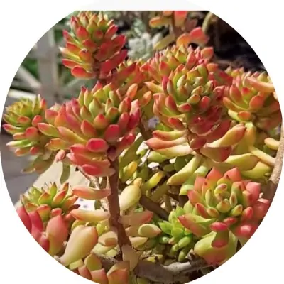 Sedum Cuspidatum Fa.