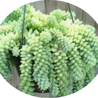 Sedum Burrito