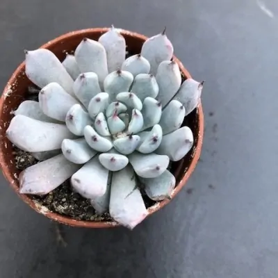 Echeveria Cuspidata Zarazoga