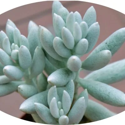 Senecio haworthii