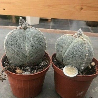 Astrophytum myriostigma...