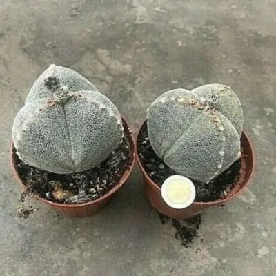 Astrophytum myriostigma...