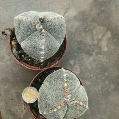 Astrophytum myriostigma...