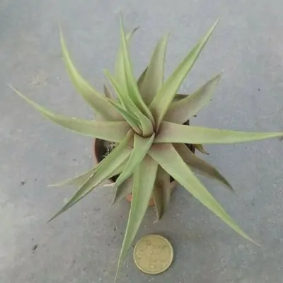 Haworthia Limifolia Var....