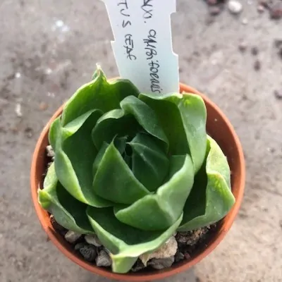 Haworthia Cymbiformis Lotus...