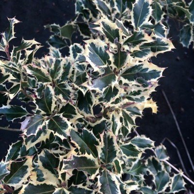 Ilex aquifolium...