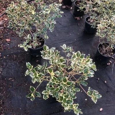 Ilex aquifolium...