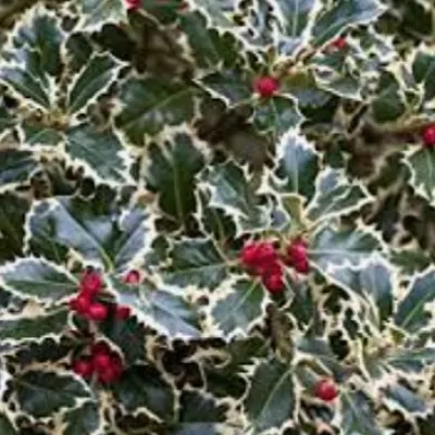 Ilex aquifolium...