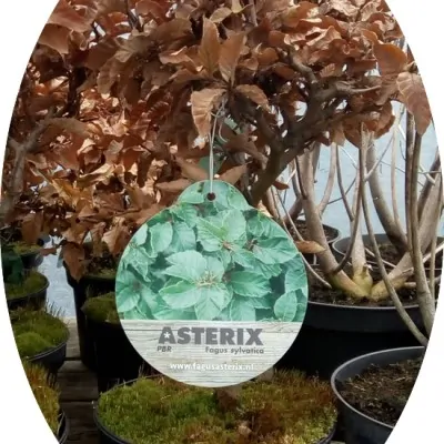 Fagus Sylvatica Asterix...