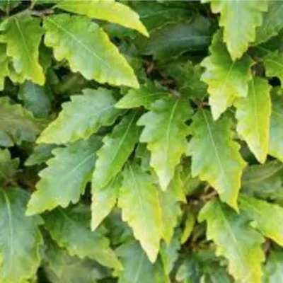 Fagus sylvatica Sandrode