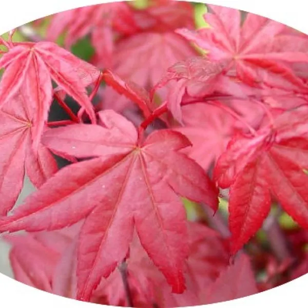 Acer Palmatum Deshojo