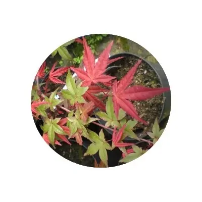 Acer Palmatum Deshojo