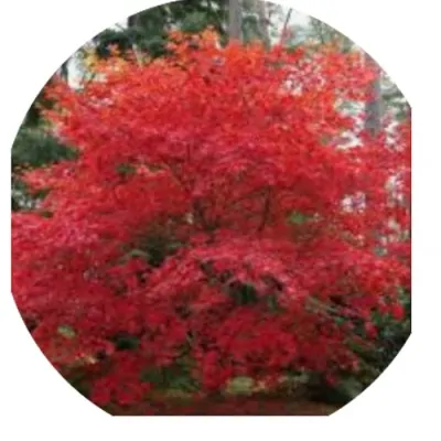 Acer Palmatum Deshojo